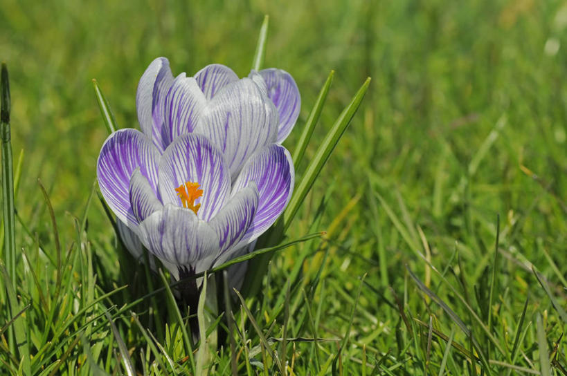 无人,横图,室外,特写,白天,快乐,美景,植物,蔬菜,英国,新鲜,景观,食品,藏红花,花,花瓣,食物,紫色,白色,自然,春天,景色,摄影,有机食品,绿色食品,保护,番红花,自然风光,西红花,式样,彩图