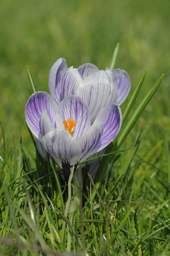 无人,竖图,室外,特写,白天,快乐,美景,植物,蔬菜,英国,新鲜,景观,食品,藏红花,花,花瓣,食物,紫色,白色,自然,春天,景色,摄影,有机食品,绿色食品,保护,番红花,自然风光,西红花,式样,彩图