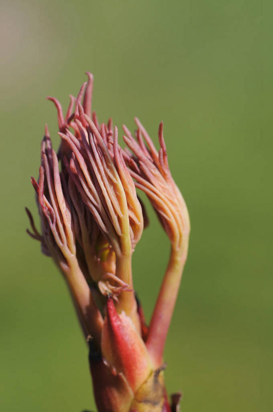 无人,竖图,室外,特写,白天,留白,美景,植物,叶子,英国,开,景观,红色,自然,春天,景色,摄影,生长,显现,自然风光,牡丹,彩图