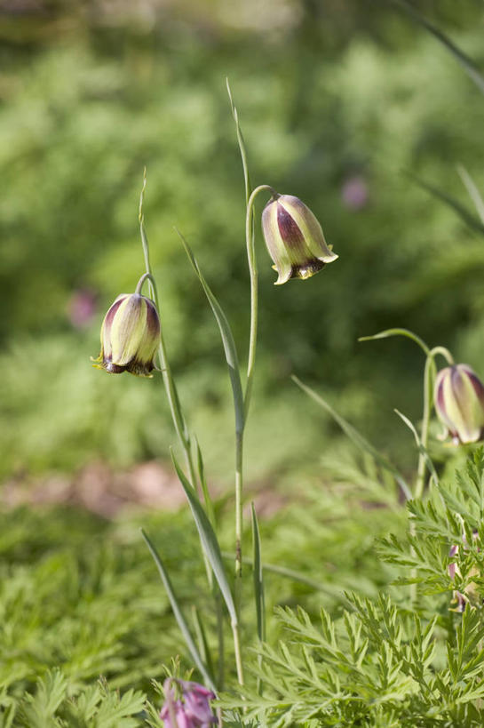 无人,竖图,室外,特写,白天,美景,植物,蔬菜,英国,新鲜,景观,食品,花,花瓣,食物,粉色,紫色,自然,春天,景色,摄影,有机食品,绿色食品,自然风光,豹纹蝶,贝母,彩图