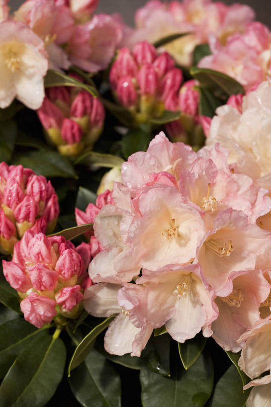 无人,竖图,室外,特写,白天,美景,植物,杜鹃花,英国,景观,杜鹃,花,花瓣,粉色,自然,春天,景色,摄影,灌木,喜悦,克制,自然风光,红杜鹃,满山红,清明花,清时,山踯躅,红踯躅,节制,欣喜,山石榴,映山红,彩图,对焦