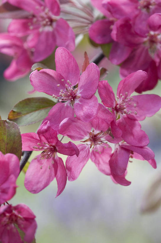 无人,竖图,室外,特写,白天,美景,植物,苹果,英国,景观,果树,花,花瓣,花朵,树,粉色,自然,春天,景色,摄影,自然风光,苹果花,苹果树,落叶树,彩图,对焦