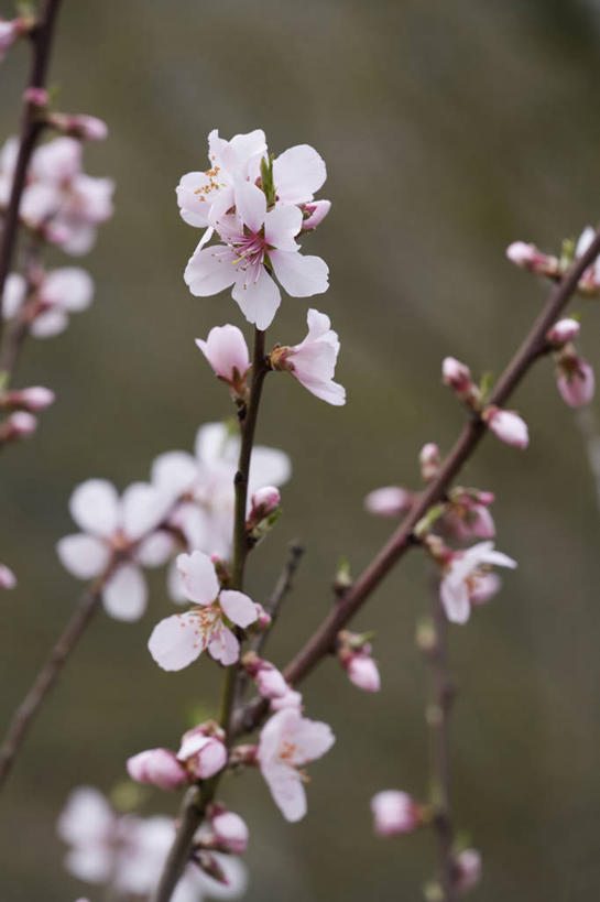 无人,竖图,室外,特写,白天,美景,植物,杏仁,英国,景观,果树,花,花瓣,花朵,树,树木,粉色,绿色,白色,自然,春天,景色,摄影,生长,成长,自然风光,落叶树,杏树,彩图,对焦