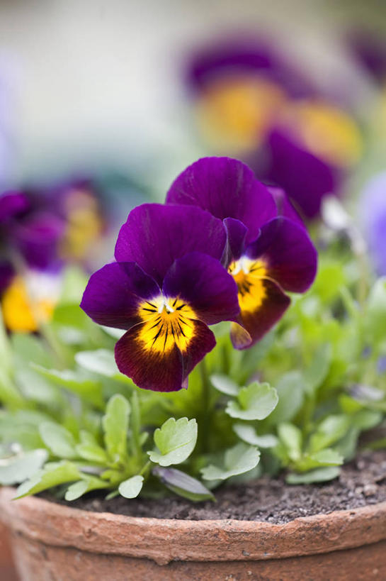 无人,竖图,室外,特写,白天,留白,美景,植物,紫罗兰,花盆,英国,景观,三色堇,花,花瓣,黄色,红色,紫色,自然,容器,景色,摄影,粘土,自然风光,柔焦,三色紫罗兰,式样,彩图,对焦