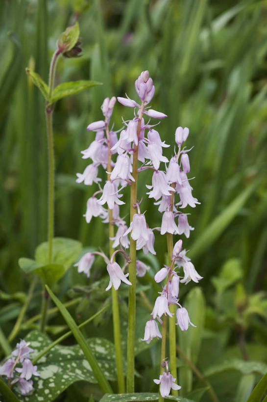 无人,竖图,室外,白天,美景,植物,英国,景观,花,花瓣,粉色,自然,春天,景色,摄影,自然风光,野风信子,彩图,对焦