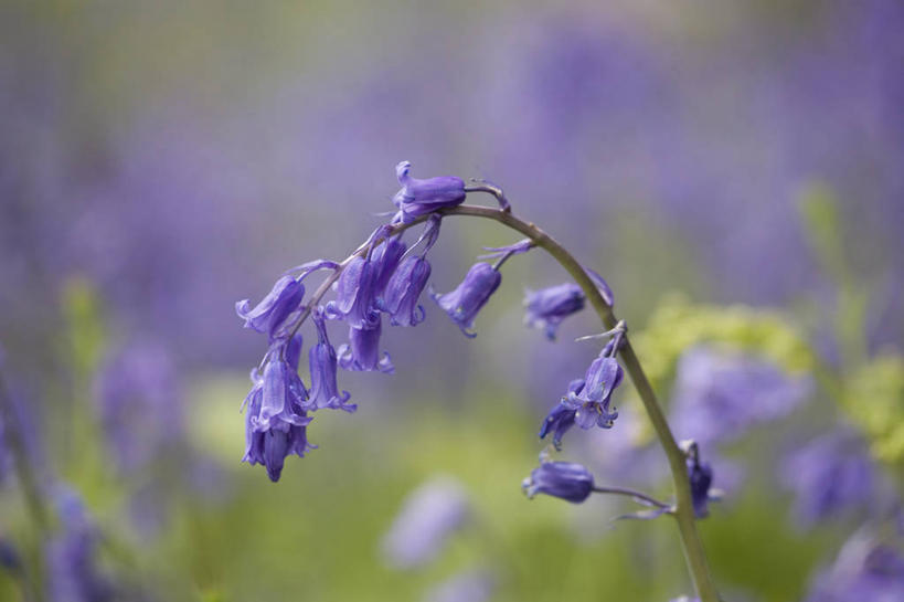 无人,横图,室外,特写,白天,留白,美景,植物,蔬菜,英国,新鲜,景观,食品,花,花瓣,食物,紫色,自然,春天,景色,摄影,有机食品,绿色食品,自然风光,野风信子,彩图