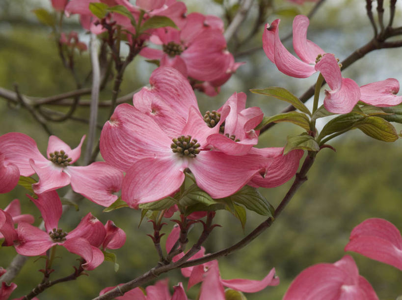 无人,横图,室外,特写,白天,美景,植物,英国,盛开,景观,花蕾,花,花瓣,花朵,鲜花,粉色,自然,春天,花苞,花蕊,景色,摄影,灌木,自然风光,山茱萸,落叶树,山萸肉,山芋肉,蜀酸枣,天木籽,药枣,萸肉,枣皮,彩图,对焦