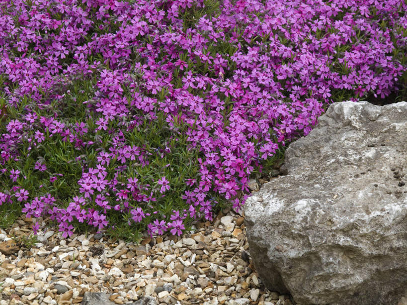 无人,横图,室外,白天,美景,植物,虎耳草,英国,阿尔卑斯山,景观,草药,药草,中药,花,花瓣,粉色,自然,春天,景色,摄影,自然风光,沙砾,药材,中草药,坚持,中药材,本草,持续,岩石,石荷叶,老虎草,金线吊芙蓉,金丝荷叶,彩图