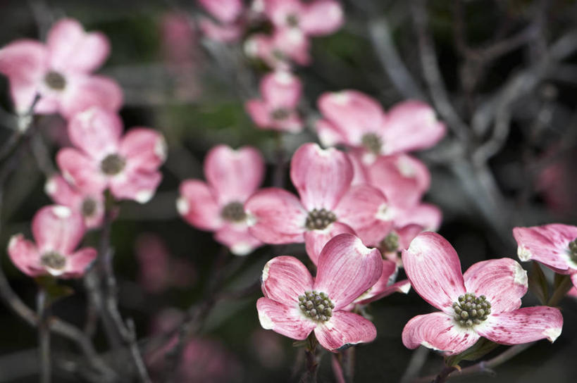 无人,横图,室外,特写,白天,美景,植物,英国,盛开,景观,花蕾,花,花瓣,花朵,鲜花,粉色,自然,春天,花苞,花蕊,景色,摄影,灌木,自然风光,山茱萸,落叶树,山萸肉,山芋肉,蜀酸枣,天木籽,药枣,萸肉,枣皮,彩图