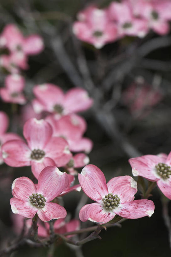 无人,竖图,室外,特写,白天,美景,植物,英国,盛开,景观,花蕾,花,花瓣,花朵,鲜花,粉色,自然,春天,花苞,花蕊,景色,摄影,灌木,自然风光,山茱萸,落叶树,山萸肉,山芋肉,蜀酸枣,天木籽,药枣,萸肉,枣皮,彩图,对焦