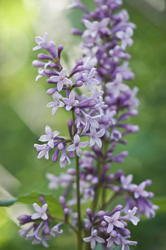 无人,竖图,室外,特写,白天,美景,植物,丁香花,英国,景观,花,花朵,粉色,紫色,自然,春天,景色,摄影,灌木,自然风光,彩图,对焦