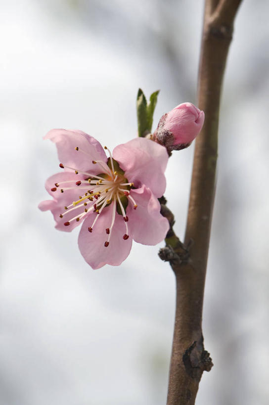 无人,竖图,室外,特写,白天,留白,美景,植物,英国,景观,油桃,枝,花蕾,花,花瓣,花朵,树,桃树,一个,粉色,自然,春天,景色,摄影,单个,脆弱,简单,自然风光,纯净,落叶树,嫩枝,彩图,对焦
