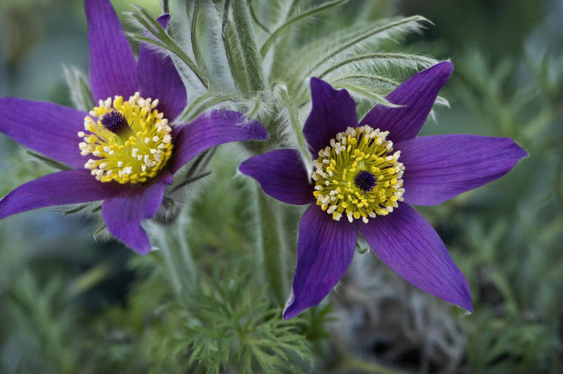 无人,横图,室外,特写,白天,美景,植物,白头翁,叶子,英国,景观,花,花瓣,两个,紫色,灰色,自然,景色,摄影,自然风光,彩图,对焦,多年生植物