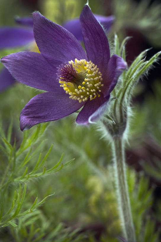 无人,竖图,室外,特写,白天,美景,植物,白头翁,叶子,英国,景观,茎,花,花瓣,一个,紫色,自然,景色,摄影,单个,自然风光,彩图,对焦,多年生植物
