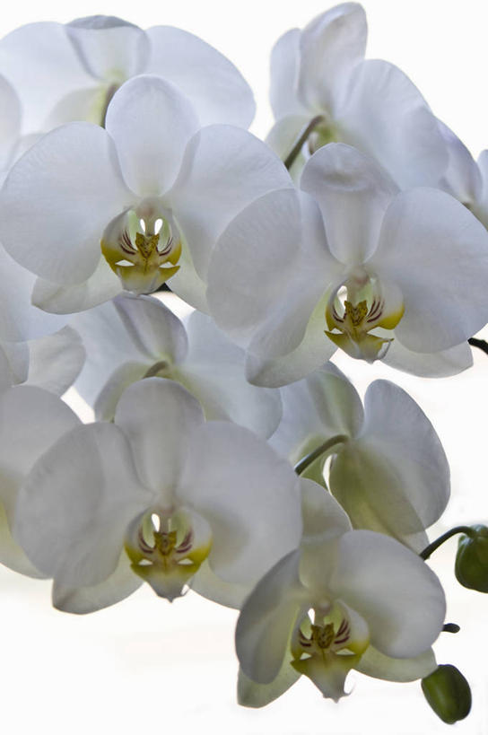 无人,竖图,室内,特写,白天,白色背景,美景,植物,蝴蝶兰,英国,景观,花,花瓣,白色,自然,景色,摄影,自然风光,苍白,彩图,影棚拍摄,对焦