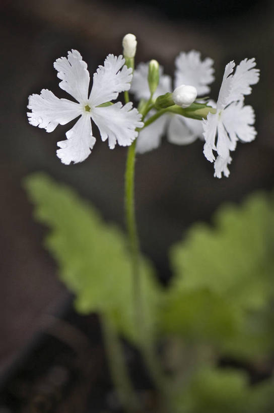 无人,竖图,室外,特写,白天,美景,植物,英国,景观,雪花,花,花瓣,白色,自然,春天,景色,摄影,脆弱,自然风光,柔焦,苍白,樱草花,彩图,对焦,多年生植物