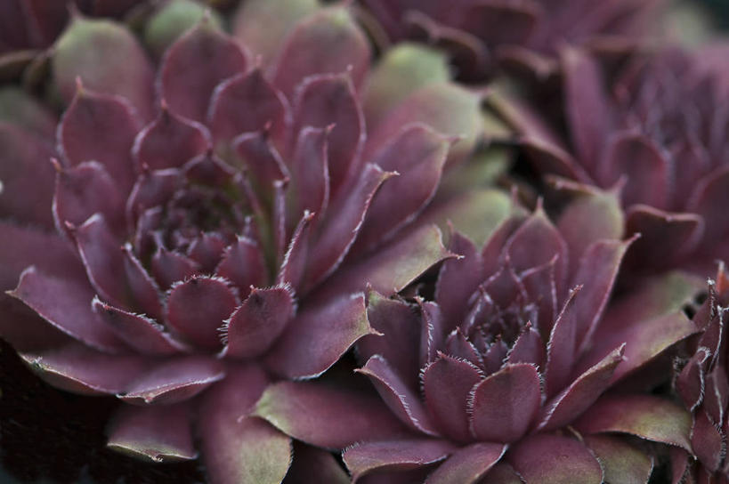 无人,横图,室外,特写,白天,美景,植物,叶子,英国,景观,两个,粉色,紫色,自然,生物,景色,摄影,锋利,尖锐,自然风光,彩图,肉质植物,对焦,长生花