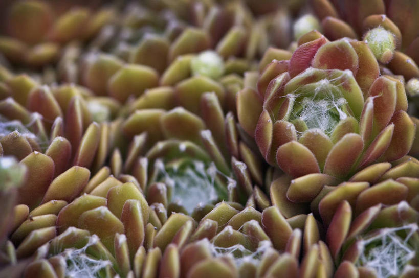 无人,横图,室外,特写,白天,美景,植物,叶子,英国,景观,粉色,自然,生物,景色,摄影,锋利,尖锐,自然风光,青铜,彩图,肉质植物,对焦,长生花