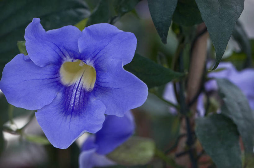 无人,攀登,横图,彩色,室外,特写,白天,美景,植物,英国,景观,草药,药草,中药,花,花瓣,一个,蓝色,自然,藤蔓,景色,摄影,单个,五颜六色,色彩斑斓,自然风光,药材,中草药,五彩缤纷,藤蔓植物,中药材,本草,五彩斑斓,五光十色,爵床,彩图,对焦