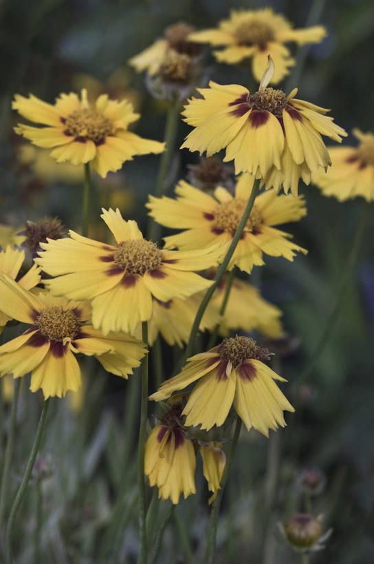 无人,竖图,室外,特写,白天,美景,植物,英国,景观,花,花瓣,黄色,自然,景色,摄影,自然风光,金鸡菊,彩图,对焦