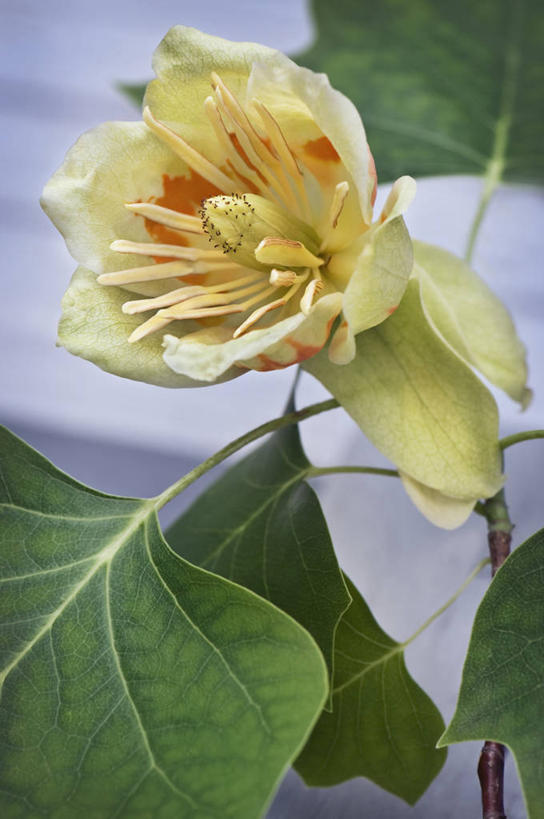 无人,竖图,室外,特写,白天,美景,植物,英国,景观,花,花瓣,树,一个,黄色,自然,夏天,景色,摄影,单个,自然风光,落叶树,郁金香树,彩图,对焦