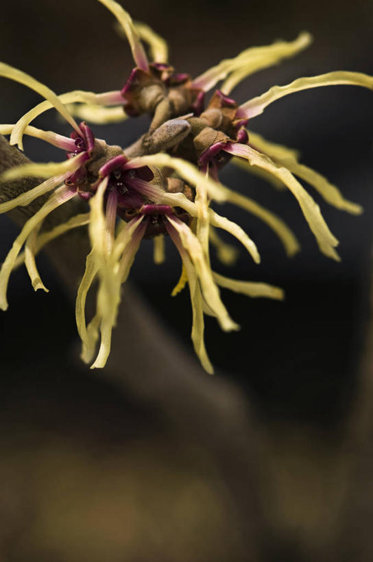 无人,竖图,室外,特写,白天,留白,美景,植物,英国,景观,冬天,褐色,花,花瓣,树,两个,黄色,自然,景色,摄影,自然风光,落叶树,彩图,北美金缕梅,对焦