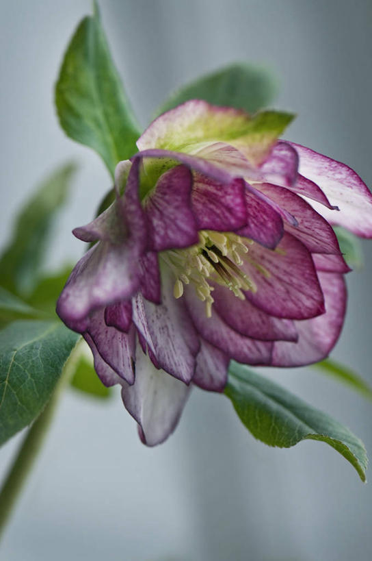 无人,竖图,室外,特写,白天,美景,植物,英国,景观,冬天,花,花瓣,一个,粉色,紫色,自然,景色,摄影,单个,自然风光,菟葵,彩图,对焦,多年生植物