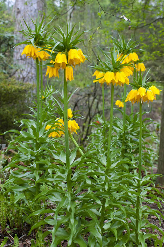 无人,竖图,室外,白天,美景,植物,蔬菜,英国,新鲜,景观,食品,花,花瓣,食物,黄色,自然,春天,景色,摄影,有机食品,绿色食品,自然风光,豹纹蝶,彩图
