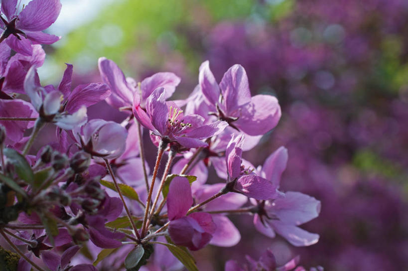 无人,横图,室外,特写,白天,留白,美景,植物,苹果,英国,景观,花,花瓣,花朵,树,粉色,自然,景色,摄影,自然风光,苹果花,苹果树,落叶树,彩图