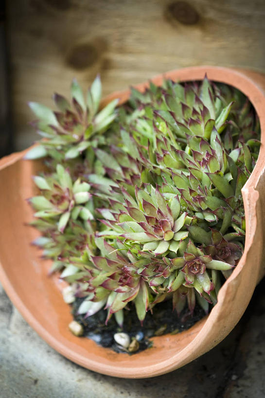 无人,竖图,室外,特写,白天,美景,植物,叶子,花盆,英国,环保,景观,红色,自然,容器,生物,景色,摄影,能源,回收,资源,锋利,尖锐,自然风光,利用,低碳,循环,循环利用,持续,彩图,肉质植物,对焦,长生花