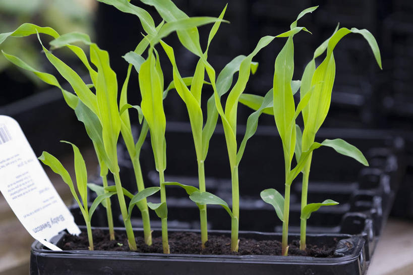 无人,横图,室外,特写,白天,侧面,美景,植物,蔬菜,叶子,英国,景观,园艺,谷类,食品,设备,饮食,物品,绿色,自然,景色,摄影,生长,清新,自然风光,健康食物,秧苗,彩图,甜玉米