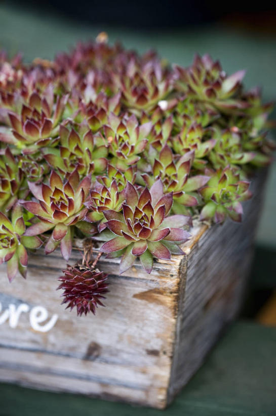 无人,竖图,室外,特写,白天,美景,植物,叶子,花盆,英国,木制,景观,红色,绿色,自然,容器,生物,景色,摄影,锋利,尖锐,自然风光,彩图,肉质植物,对焦,长生花