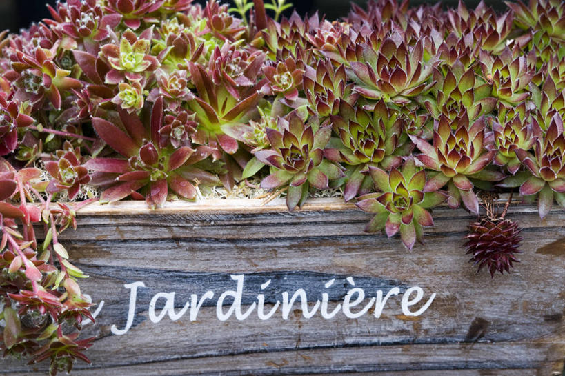 无人,横图,室外,特写,白天,美景,植物,叶子,花盆,英国,木制,景观,红色,绿色,自然,容器,生物,景色,摄影,锋利,尖锐,自然风光,彩图,肉质植物,对焦,长生花