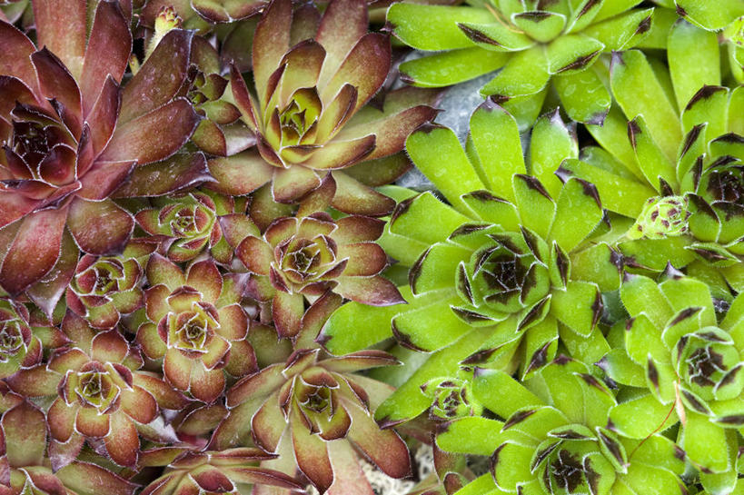 无人,横图,俯视,室外,特写,白天,背景,美景,植物,叶子,英国,景观,红色,绿色,自然,生物,景色,摄影,多样,锋利,尖锐,自然风光,青铜,彩图,高角度拍摄,全画面,全框架,全帧,肉质植物,全画幅,对焦,长生花