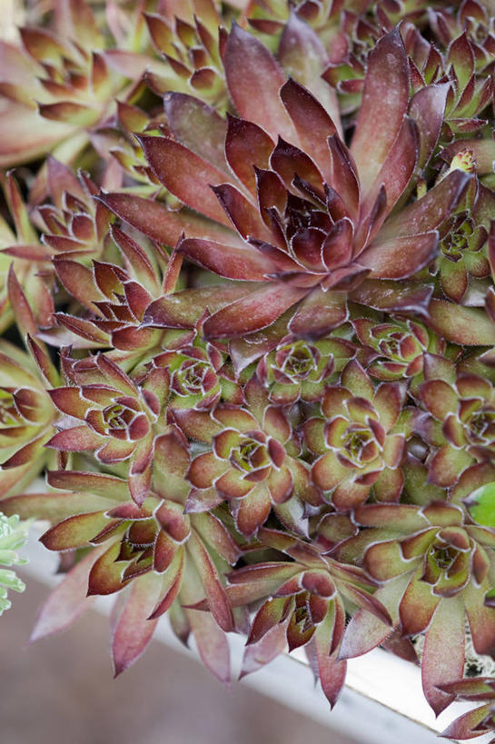 无人,竖图,室外,特写,白天,美景,植物,叶子,花盆,英国,景观,红色,绿色,自然,容器,生物,景色,摄影,锋利,尖锐,自然风光,彩图,肉质植物,对焦,长生花