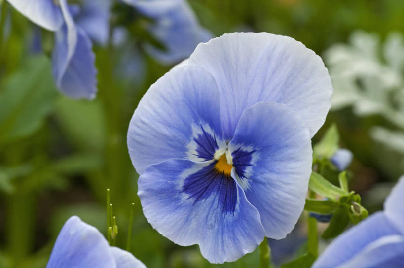 无人,横图,室外,特写,白天,美景,植物,英国,景观,花,蓝色,白色,自然,景色,摄影,自然风光,三色紫罗兰,式样,彩图