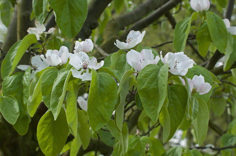 无人,横图,室外,特写,白天,美景,植物,叶子,英国,景观,花,花瓣,花朵,绿色,白色,自然,春天,景色,摄影,灌木,自然风光,落叶树,温柏,彩图,对焦