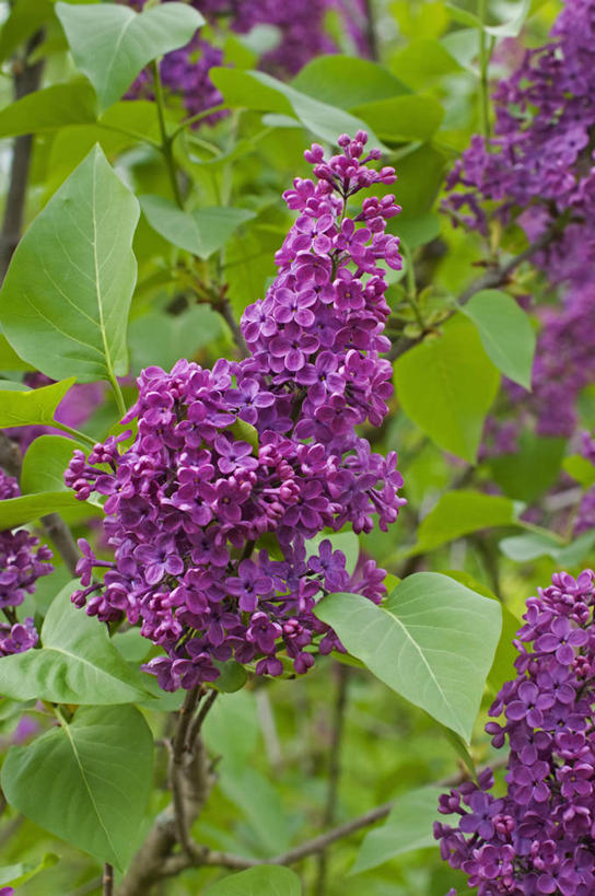 无人,竖图,室外,特写,白天,美景,植物,丁香花,英国,景观,花,花瓣,粉色,紫色,自然,春天,景色,摄影,灌木,自然风光,落叶树,彩图