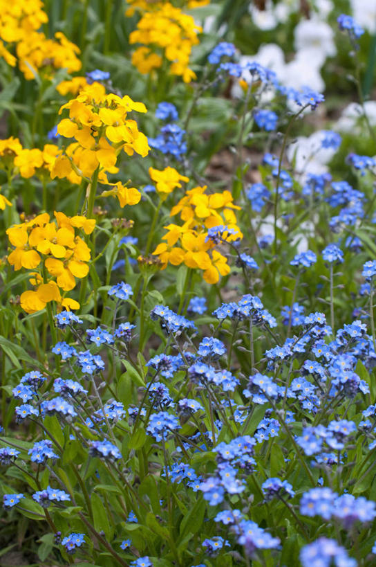 无人,竖图,室外,特写,白天,美景,植物,勿忘我,英国,景观,花,花瓣,黄色,蓝色,自然,春天,景色,摄影,多样,自然风光,彩图,对焦,多年生植物