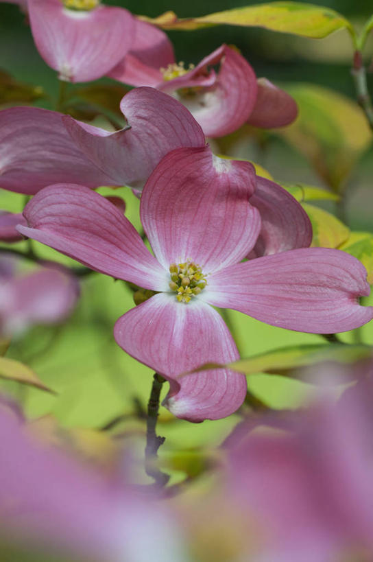 无人,竖图,室外,特写,白天,美景,植物,英国,盛开,景观,花蕾,花,花瓣,花朵,鲜花,粉色,自然,春天,花苞,花蕊,景色,摄影,灌木,自然风光,山茱萸,落叶树,山萸肉,山芋肉,蜀酸枣,天木籽,药枣,萸肉,枣皮,彩图,对焦