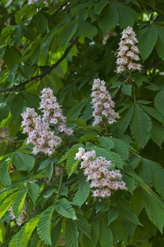 无人,竖图,室外,白天,美景,植物,叶子,英国,景观,花,花瓣,树,绿色,白色,自然,春天,景色,摄影,自然风光,七叶树,落叶树,彩图