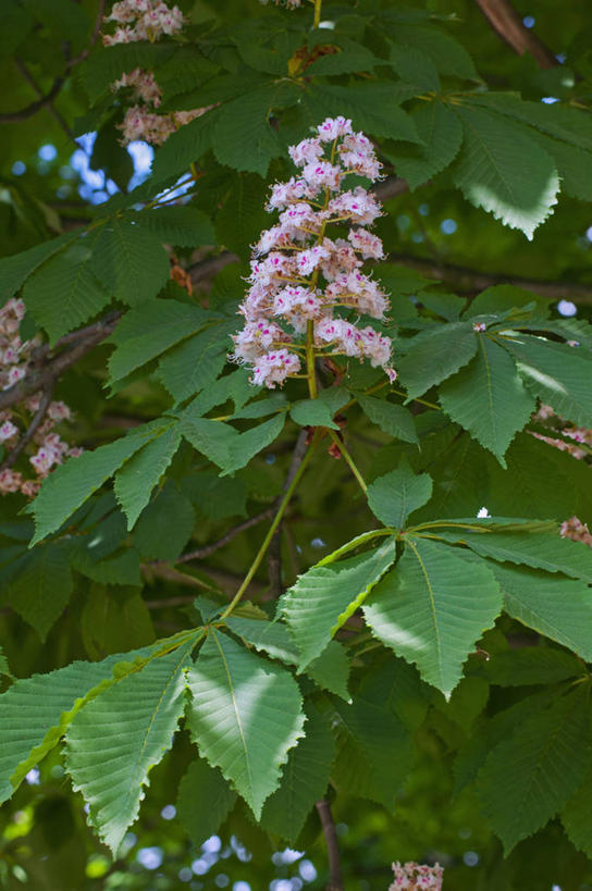 无人,竖图,室外,特写,白天,美景,植物,叶子,英国,景观,花,花瓣,树,绿色,白色,自然,春天,景色,摄影,自然风光,七叶树,落叶树,彩图,对焦