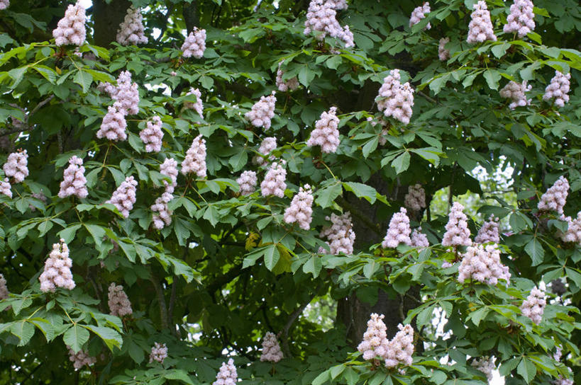 无人,横图,室外,白天,美景,植物,叶子,英国,景观,花,花瓣,树,绿色,白色,自然,春天,景色,摄影,自然风光,七叶树,落叶树,彩图