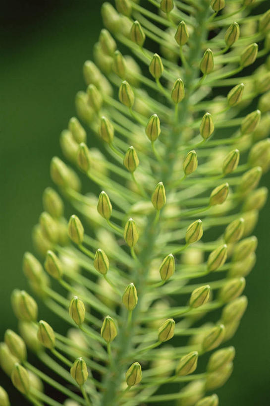 无人,竖图,室外,特写,白天,美景,许多,景观,很多,图像,黄色,自然,夏天,概念,景色,季节,摄影,焦点,自然风光,主题,构图,彩图,时空