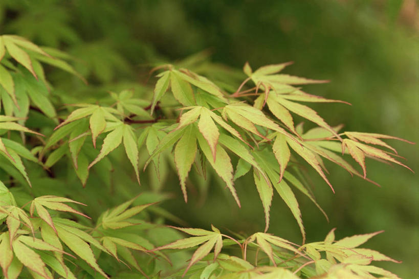 无人,横图,室外,白天,枫树,叶子,许多,枝,很多,图像,树,绿色,自然,春天,概念,季节,摄影,生长,焦点,清新,主题,落叶树,构图,开端,鸡爪枫,彩图,时空