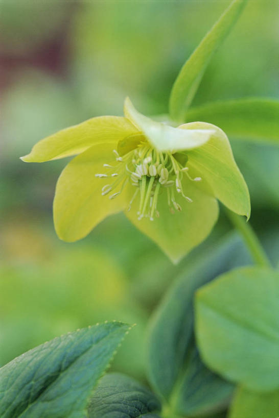 无人,竖图,室外,白天,美景,植物,盛开,景观,冬天,毛茛,草药,药草,图像,花蕾,中药,花,花瓣,花朵,鲜花,一朵,一个,绿色,自然,春天,花苞,花蕊,概念,生物,景色,季节,摄影,单个,雄蕊,自然风光,主题,药材,中草药,中药材,本草,老虎脚爪草,鱼疔草,构图,菟葵,彩图,时空,唱针