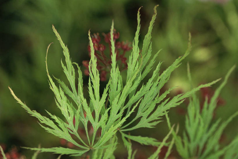 无人,横图,室外,白天,枫树,叶子,枝,图像,树,绿色,自然,春天,概念,季节,摄影,生长,焦点,清新,主题,落叶树,构图,鸡爪枫,彩图,时空