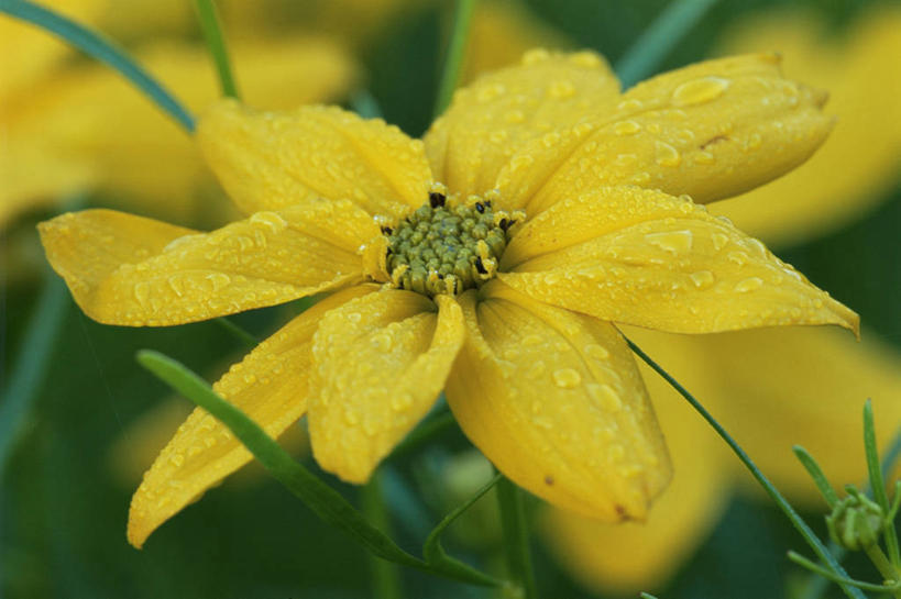 无人,横图,室外,特写,白天,快乐,幸福,美景,水,植物,湿,盛开,景观,玛格丽特,图像,花蕾,雏菊,花,花瓣,花朵,鲜花,一朵,一个,黄色,自然,夏天,花苞,花蕊,概念,菊花,景色,活力,季节,摄影,单个,希望,坚强,自然风光,主题,和平,自然现象,离别,金鸡菊,延命菊,幸福花,春菊,马兰头花,暗恋,纯情,单恋,构图,天真,彩图,愉快,时空,状态,多年生植物