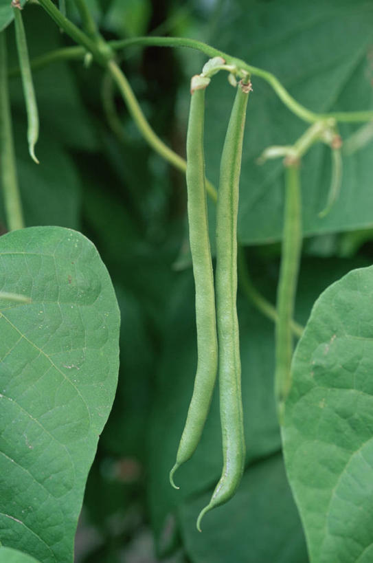 无人,攀登,竖图,室外,特写,白天,蔬菜,食品,饮品,图像,豆角,饮食,食物,饮料,两个,绿色,自然,概念,摄影,有机食品,人造,焦点,可口,清新,主题,户外活动,健康食物,构图,适口,青豆,彩图,时空