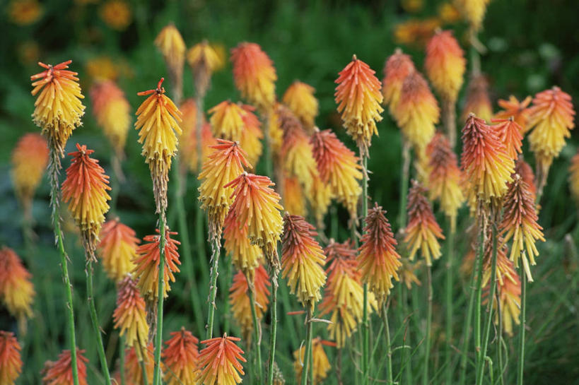 无人,横图,室外,白天,热情,美景,植物,丰富,景观,图像,黄色,自然,夏天,概念,橙色,生物,景色,季节,摄影,焦点,自然风光,主题,思念,构图,火把莲,火炬百合,火炬花,彩图,剑叶兰,时空,百合科